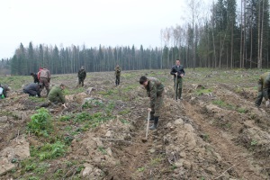 Ведение лесного хозяйства и лесопользования на примере Светлогорского лесхоза
